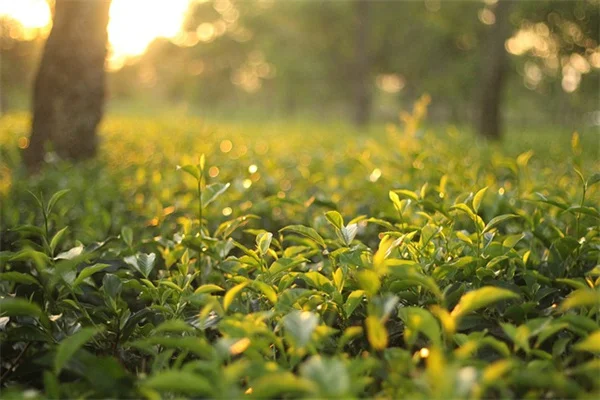 Backyard Staycation Ideas: 3 Mistakes to Avoid