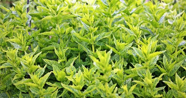 How to Grow an Edible Hedge That Feeds You